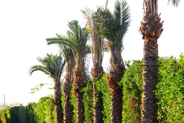 Palm trees