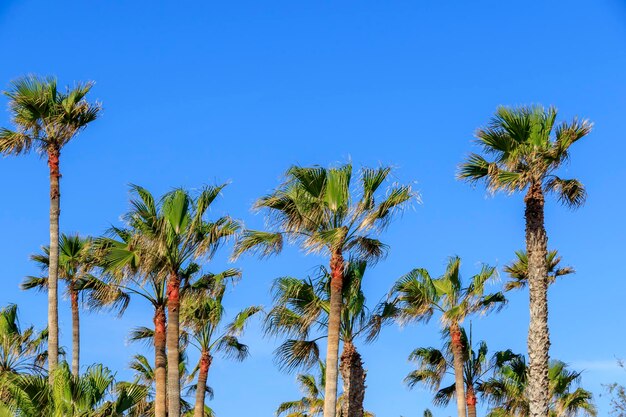 Palm trees