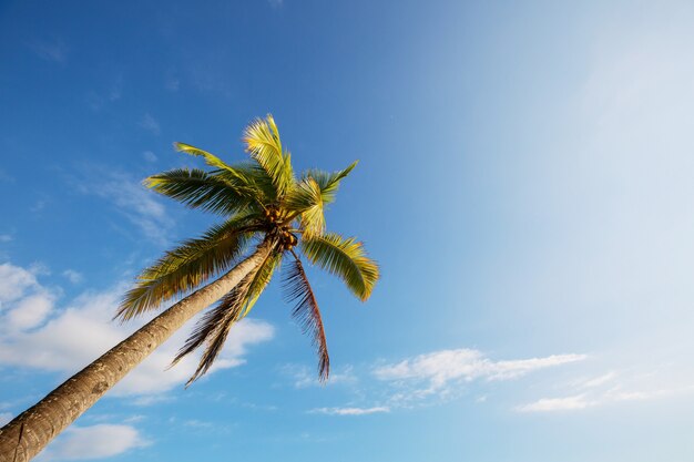 Photo palm on tropical beach