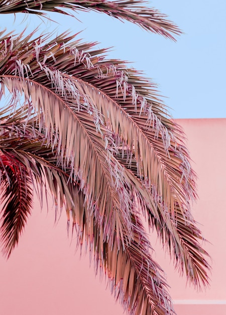 Palm tropical pastel colours design. Canary island. Travel vibes