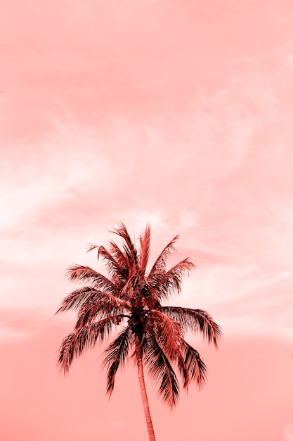 Palm tropical tree from bottom view to pure sky. Living Coral color of the year 2019.