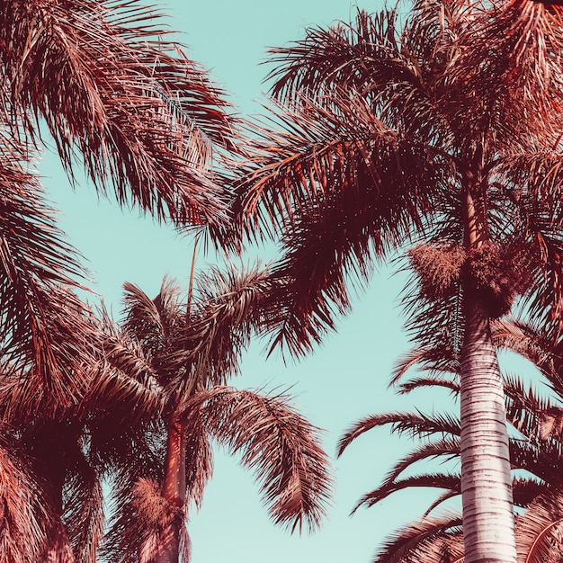 Photo palm tropical vibes. travel. canary island