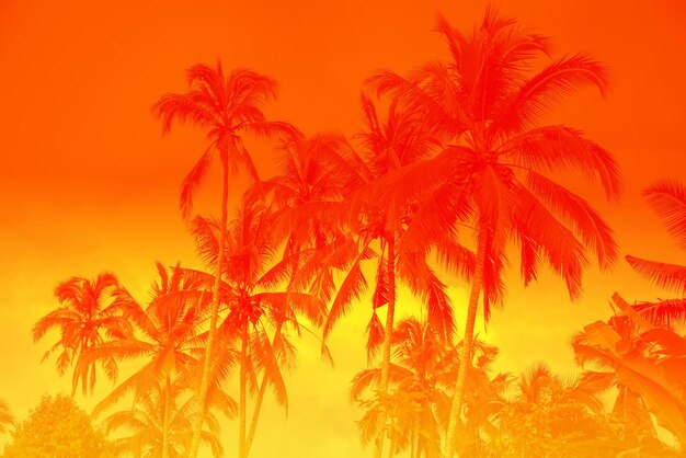 Palm tropisch zonnig bos vakantie concept