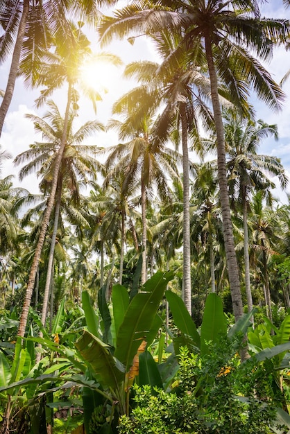 Palm tropisch zonnig bos vakantie concept