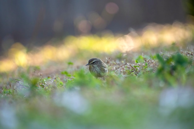 Un uccello di palm warbler alla ricerca di insetti sul cortile dell'erba del prato inglese