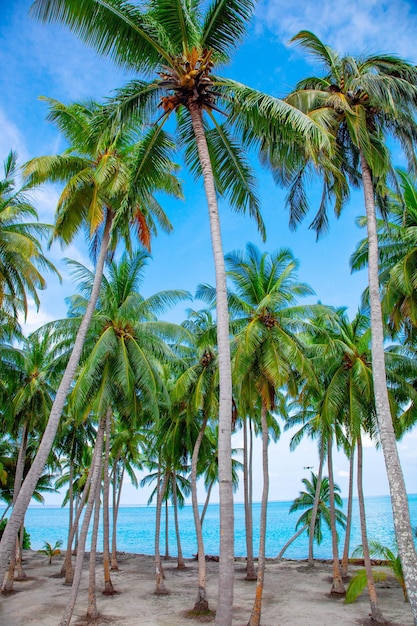 Пальмовая вода и вид на пляж на Мальдивском побережье