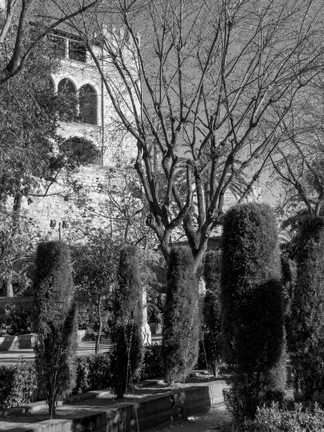 Foto palma di maiorca