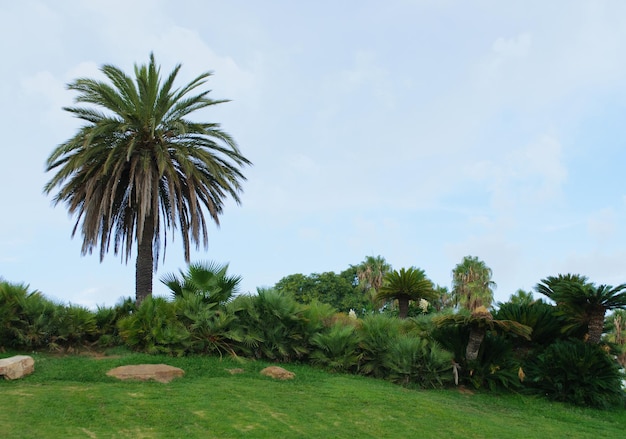 Одинокое дерево пальмы на красивой лужайке в парке