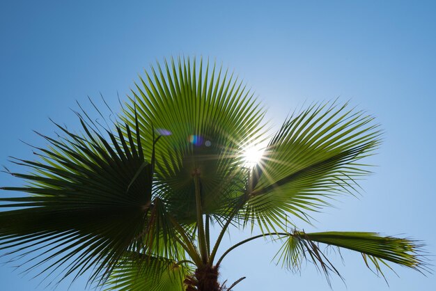 Palmblaadjes tegen de blauwe hemel.