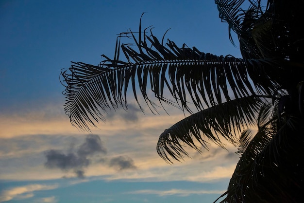 Palmblad bij zonsondergang