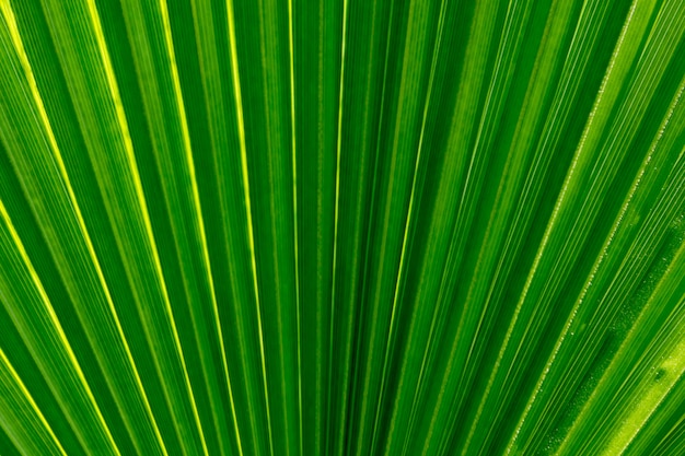 Palmblad dichte omhooggaand