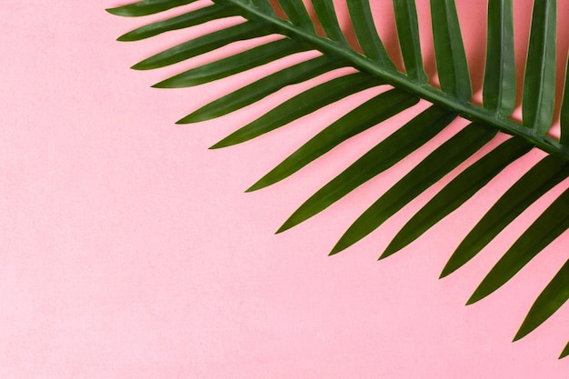 Palmblad op een roze achtergrond