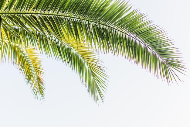 Palmblad over lichtblauwe lucht met ochtendzon