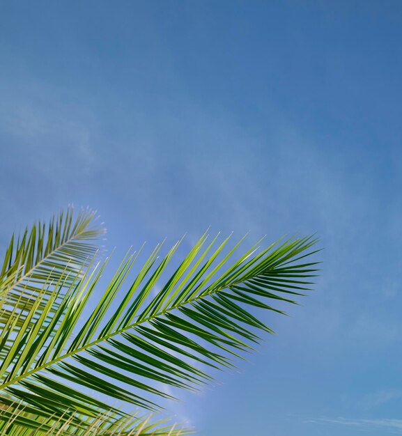 Palmblad tegen de blauwe lucht