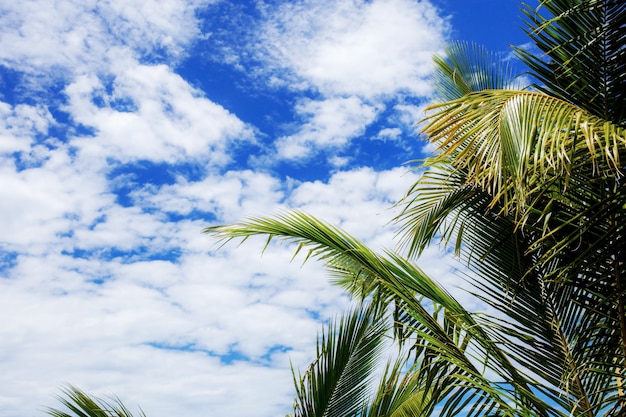 Palmbladen bij hemel in de zomer.