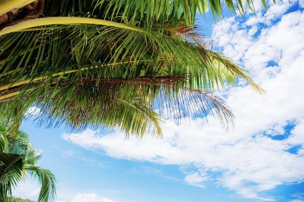 Palmbladen bij hemel in de zomer.