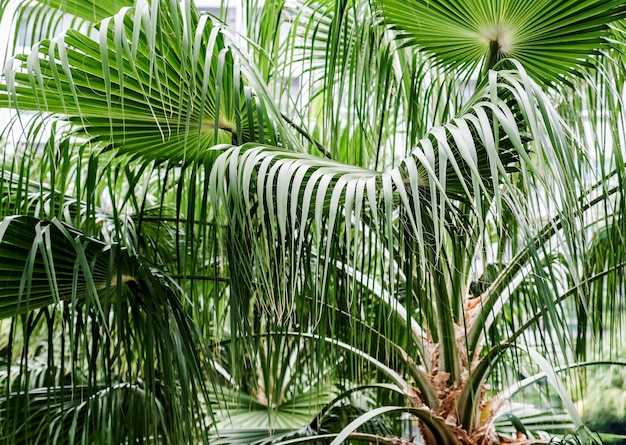 Palmbladen in de tuin