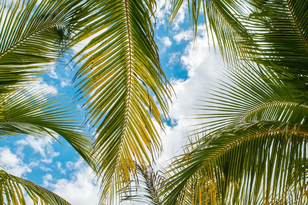 Palmbladen over blauwe hemelachtergrond
