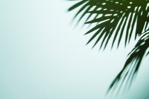 Palmbladen schaduw op blauwe achtergrond