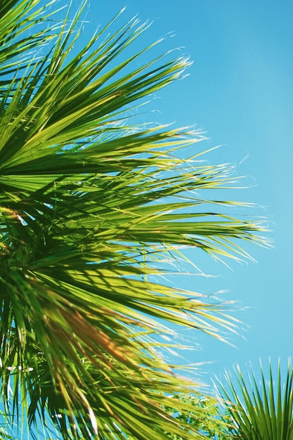 Palmbladeren en de lucht zomer reizen achtergrond natuur