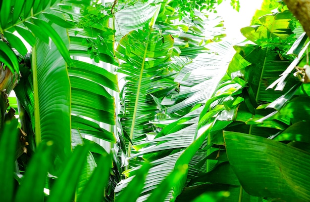 Palmbladeren exotische planten in de jungle Natuurlijke groene achtergrond