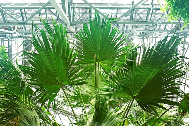 Palmbladeren in botanische tuin