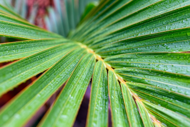 Palmbladeren met gestreepte natuurlijke groene achtergrond