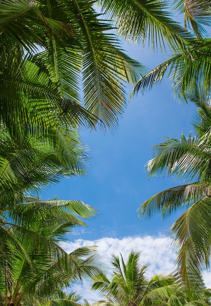 Palmbladeren met wolken en blauwe lucht