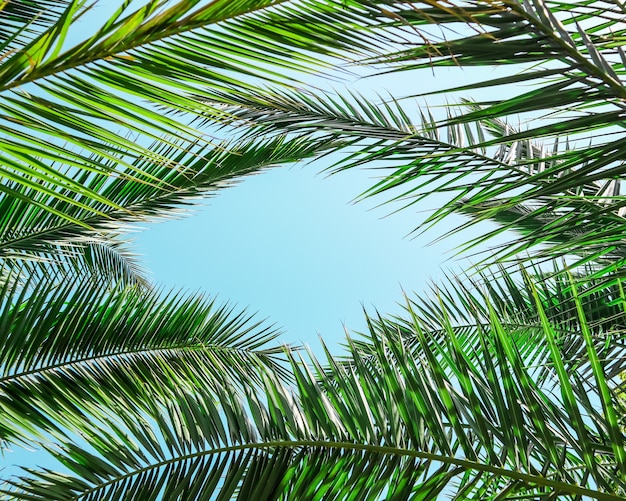 Palmbladeren op blauwe hemelachtergrond