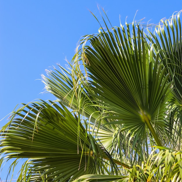Palmbladeren op een blauwe hemelachtergrond in de zomer