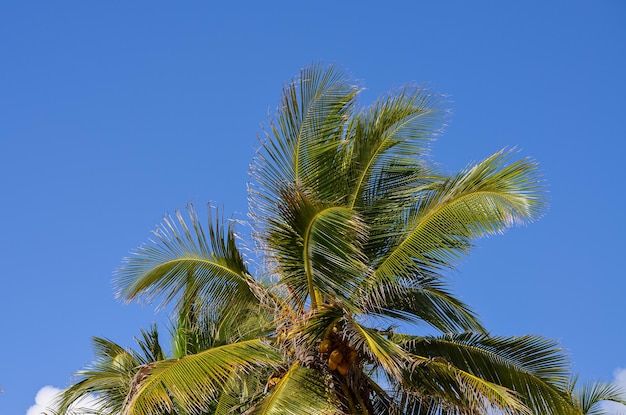 Palmbladeren tegen de blauwe lucht