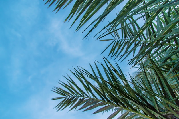 Palmbladeren tegen de hemel. natuur.