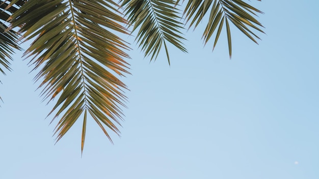 Palmbladeren tegen een blauwe lucht