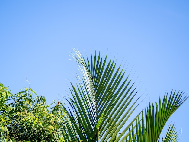 Palmbladpatroon eronder en erboven is een heldere, wolkenloze hemel. Groene kokosnoot blad natuur achtergrond.