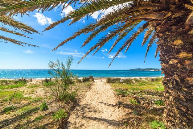 Palmbomen aan de kust in Alghero, Italië