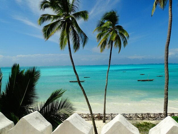 Palmbomen bij de turquoise zee tegen de lucht in Zanzibar