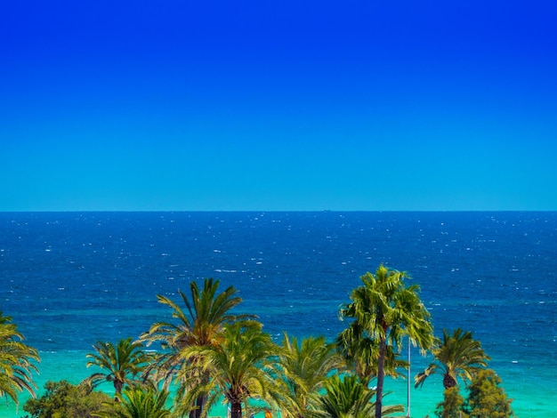 Foto palmbomen bij de zee tegen de blauwe lucht