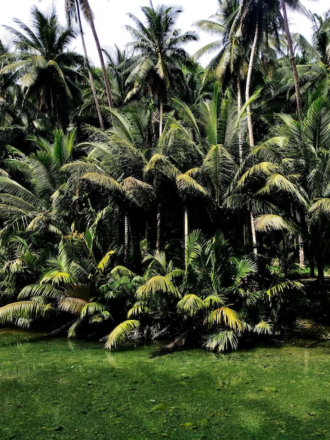 Palmbomen bij planten tegen de lucht