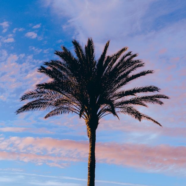 Palmbomen bij zonsondergang Minimale modestijl