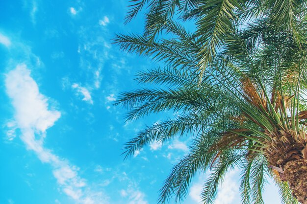 Palmbomen bladeren op een achtergrond van de lucht