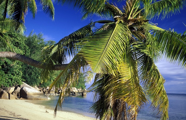 Palmbomen buigen zich op het strand tegen de lucht