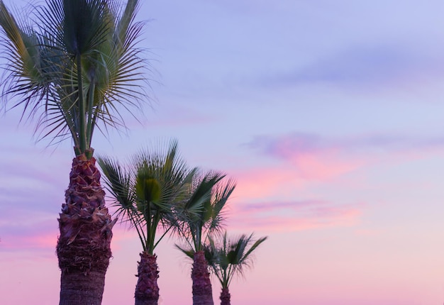 Palmbomen close-up tegen de hemel tijdens zonsondergang