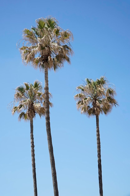 Palmbomen en lucht op de achtergrond