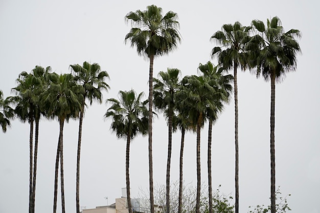 Palmbomen en lucht op de achtergrond