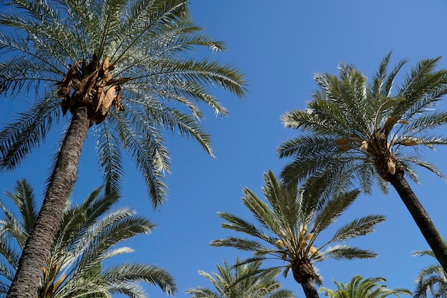 Palmbomen en lucht op de achtergrond