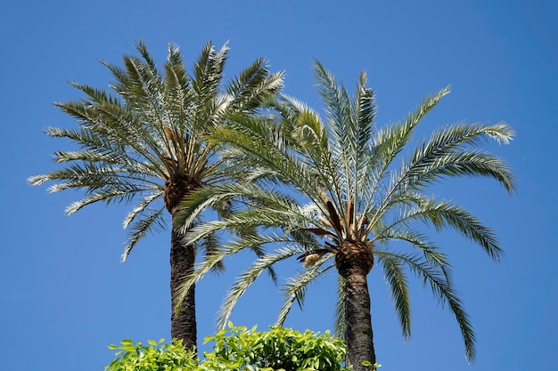 Palmbomen en lucht op de achtergrond