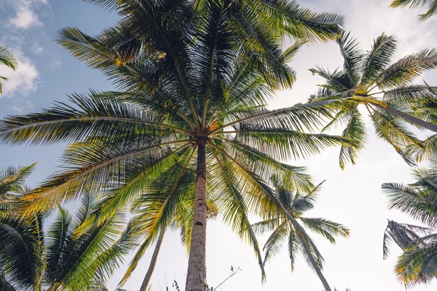 Palmbomen en lucht op het eiland