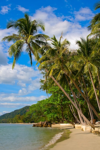 Palmbomen en strand Eiland Koh Samui Thailand