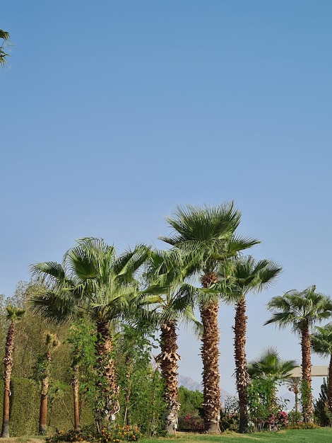 Palmbomen en tropische kustlijn met blauwe luchten Toerisme en rust