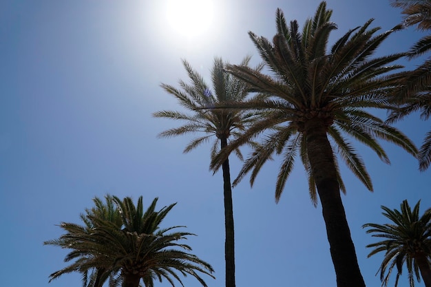 Palmbomen en zon op wolkenloze hemel